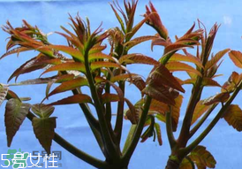 ?香椿癌癥病人能吃嗎？癌癥患者可以吃香椿嗎？