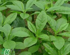 人參菜怎么吃？人參菜怎么吃好？