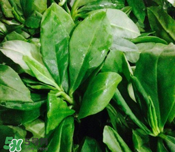 人參菜怎么吃？人參菜怎么吃好？