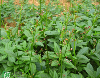 人參菜怎么吃？人參菜怎么吃好？