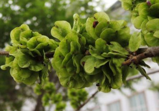 榆錢是酸性還是堿性？榆錢是什么味道