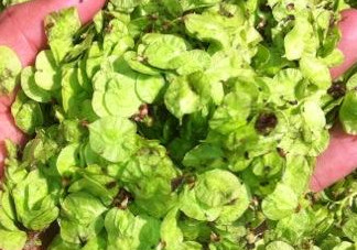 榆錢有什么特點？榆錢有什么作用