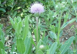 刺兒菜能吃嗎？刺兒菜可以吃嗎