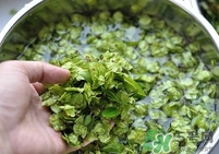 榆錢是榆樹的什么？榆錢是花還是果實(shí)