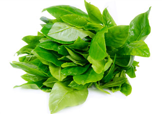 人參菜怎么吃？人參菜怎么吃好？