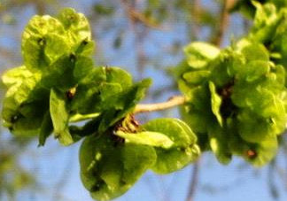 榆錢是榆樹的什么？榆錢是花還是果實