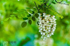刺槐花幾月開？刺槐花什么時(shí)候開