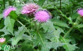 刺兒菜吃了有什么用？刺兒菜有什么功效