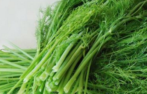 茴香苗怎么吃？茴香苗的吃法