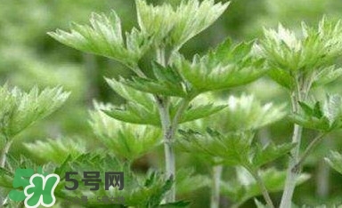 艾蒿能吃嗎？艾蒿能做菜吃嗎