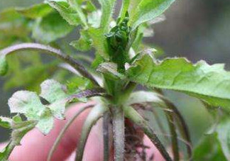 高血壓能吃刺兒菜嗎？刺兒菜能降血壓嗎