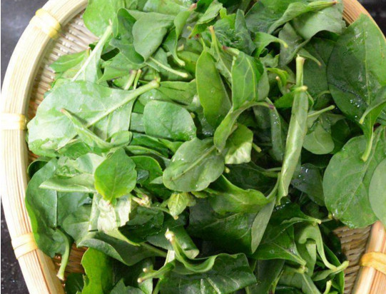 吃枸杞葉有什么好處？枸杞葉的功效與作用