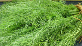 茴香苗怎么吃？茴香苗的吃法