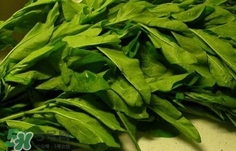 枸杞葉能生吃嗎？枸杞葉可以生吃嗎