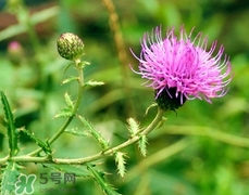 刺兒菜可以生吃嗎?刺兒菜能生吃嗎? 刺兒菜可以生吃嗎?刺兒菜能生吃嗎?