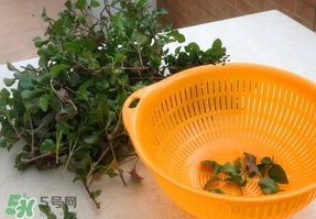 吃枸杞葉會過敏嗎？吃枸杞葉會不會過敏