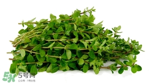 枸杞葉能炒著吃嗎？枸杞葉能涼拌嗎