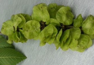 榆錢可以和什么一起吃?榆錢不能和什么一起吃?