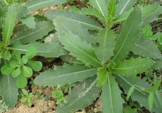 刺兒菜怎么吃不扎嘴？刺兒菜的做法