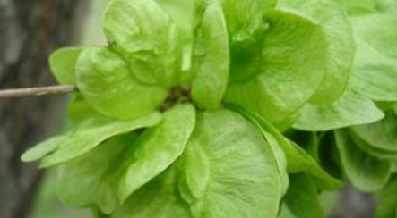 榆錢怎么存放？榆錢的保存方法