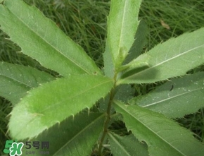 刺兒菜吃了有什么用？刺兒菜有什么功效