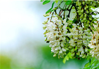 刺槐花幾月開？刺槐花什么時候開