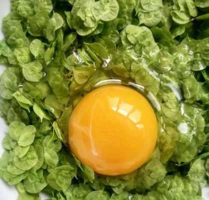 榆錢能炒雞蛋嗎？榆錢炒雞蛋怎么做