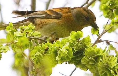 榆錢有什么特點？榆錢有什么作用