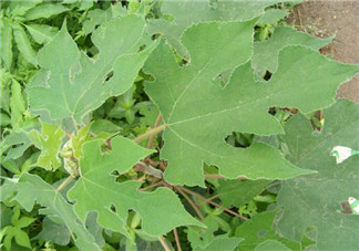 蒸構樹花兒的功效 蒸構樹花兒有什么功效？