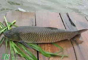 4月份可以釣草魚嗎？4月份如何釣草魚？