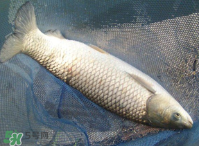 4月份可以釣草魚嗎？4月份如何釣草魚？