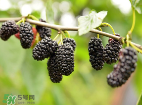 桑葚和菠蘿能一起吃嗎？桑葚可以和菠蘿一起吃嗎？