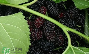 桑葚和菠蘿能一起吃嗎？桑葚可以和菠蘿一起吃嗎？