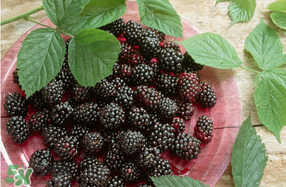 桑葚和菠蘿能一起吃嗎？桑葚可以和菠蘿一起吃嗎？