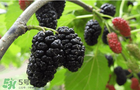 桑葚可以冷凍嗎？桑葚能冷凍保存嗎？