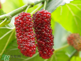 桑葚可以冷凍嗎？桑葚能冷凍保存嗎？