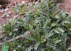 薺菜和香椿能一起吃嗎？薺菜和香椿一起吃好嗎？