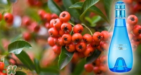 davidoff大衛(wèi)杜夫是哪個國家的？大衛(wèi)杜夫是奢侈品嗎？