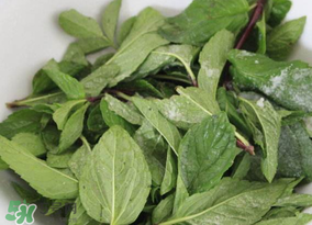 香椿和薄荷能一起吃嗎？香椿和薄荷一起吃會(huì)中毒嗎？