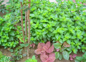 香椿和薄荷能一起吃嗎？香椿和薄荷一起吃會(huì)中毒嗎？