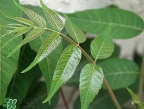 香椿放久了能吃嗎？香椿可以放多久？