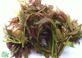 香椿放久了能吃嗎？香椿可以放多久？