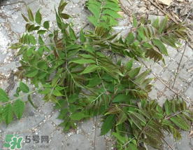 香椿長什么樣子？香椿長在什么地方？