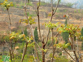 香椿長什么樣子？香椿長在什么地方？