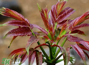 香椿長什么樣子？香椿長在什么地方？