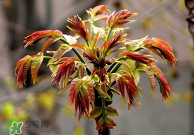 香椿和苦瓜能一起吃嗎？香椿和苦瓜一起吃好嗎？