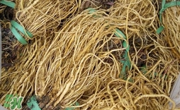 苦苣根哪里有賣？苦苣根茶在那里買的到