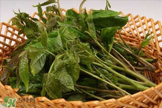 香椿葉怎么吃？香椿葉的吃法