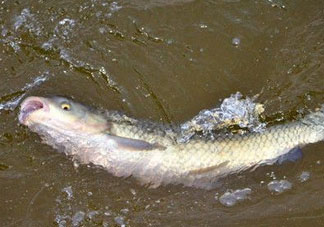 4月份可以釣草魚嗎？4月份如何釣草魚？