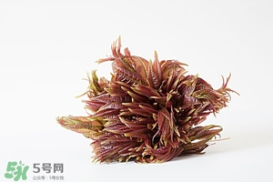 香椿樹什么時候發(fā)芽？香椿樹什么時候種植
